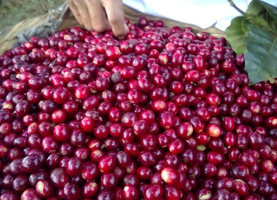 エルサルバドル トレスポソス農園 パカマラ ナチュラルプロセス - WOODBERRY COFFEE - コーヒー豆 - BRUE COFFEE