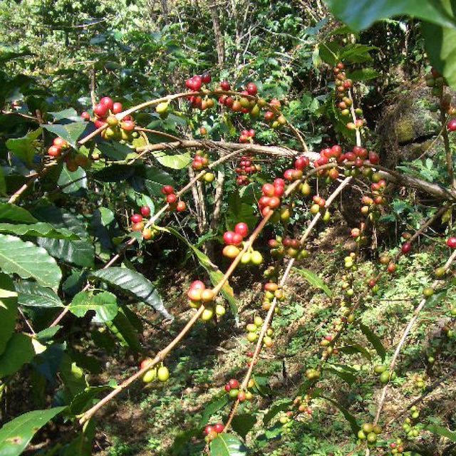 PERU MOTENALTO ペルー モテンアルト - STONE RIVER COFFEE - STONE RIVER COFFEE - コーヒー豆 - BRUE COFFEE
